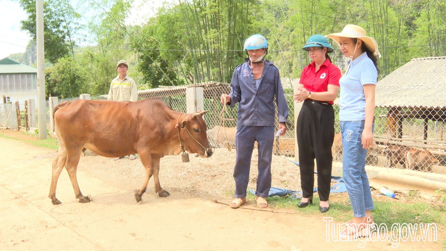 Hội CTĐ hình bầu cua tôm cá
 trao 5 con bò sinh sản trong tháng nhân đạo