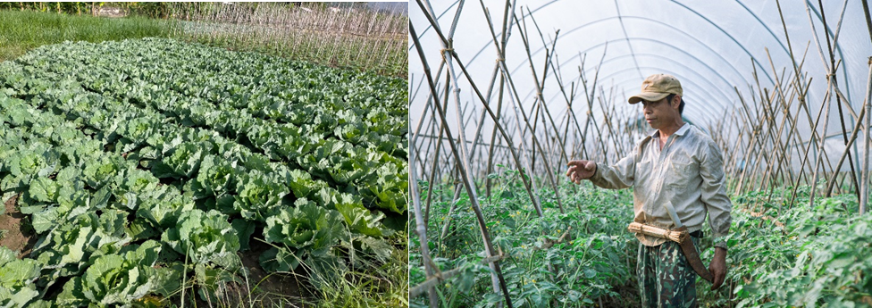 Dự án “Xây dựng mô hình sản xuất rau theo hướng thị trường nhằm tạo sinh kế bền vững cho phụ nữ dân tộc Thái, xã Quài Cang, hình bầu cua tôm cá
, tỉnh Điện Biên”